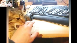 Funniest and Cutest Babies Play With Dogs And Cats Compilation || Cool Peachy 2023 #mintasticshort