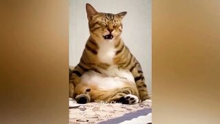 funny animals on tiktok ;)