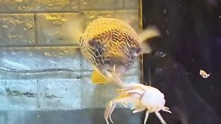 Puffer fish
