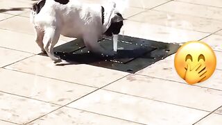 funny dogs 2