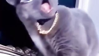Kucing lucu!!