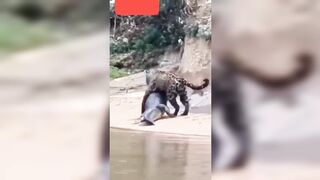 Tiger kill crocodile