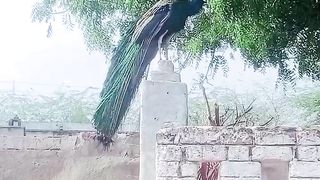Peacock after rain