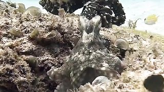 Two Octopuses while fighting annoying fish