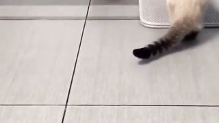 ???? OMG ???? Funniest Cat Videos 2023 - Cat Videos Compilation