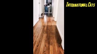 FUNNY CATS 2023 - Cat Videos Compilation - Dont Try Not To Laugh ???????? - Wow Funny Animals