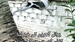 DOG BHI PROS MEN TANK JANK KARTAY HEN.