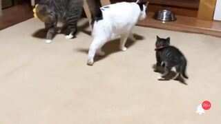 Compilation de chat