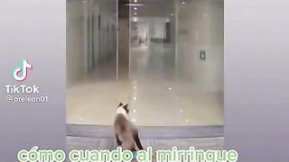 Funny cat 36