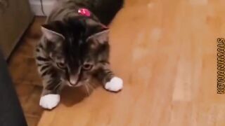 FUNNY CATS - Unbelievable CATS Antics - Ultimate Compilation -- _humor _funnycats _cat