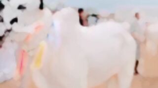 Beautiful Bull ????????