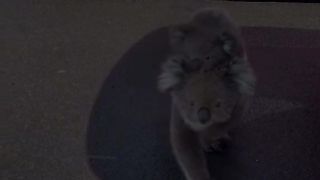 ANIMAL WORLD