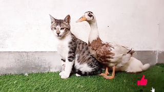Cat vs duck _ funny fight ???? _ funny animals _ duck and cat