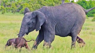 Baby Elephant Falls after First Steps & Makes Mom Worried