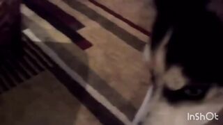 Funny Dog 3