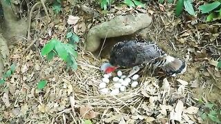 Eating fruit turkeying egg