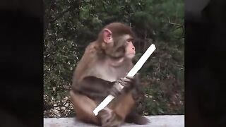 Funny and cute monkeys.