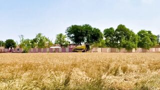 Wheat harvesting in Punjab | Gondom ki katayi