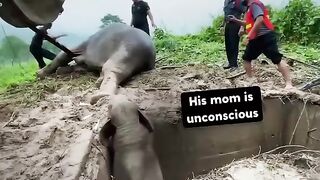Baby Elephant Separated From His Mom Cries For Help ....