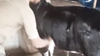 Cow wash