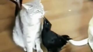 funniest Animals videos compilation best of years ???? ????
