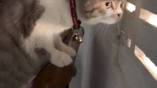 funniest Animals videos compilation best of 2023.try not to laugh #animals #dog #cat #viral