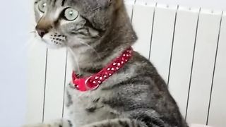 funniest Animals videos compilation best of 2023.#shorts #animals #cat #dog #pets #viral #funny ❤️????️