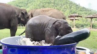 Top Ten Baby Elephants At Play - Elephantnews