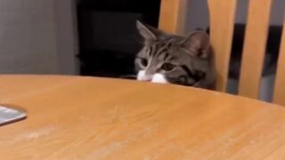 Funniest Dogs And Cats Videos| Best Funny Animal Videos 2023 #33