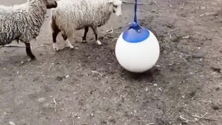 Funniest Dogs And Cats Videos| Best Funny Animal Videos 2023 #35