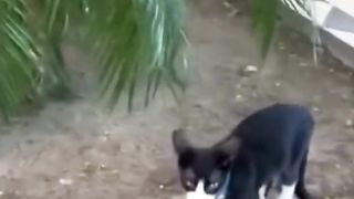 Funniest Dogs And Cats Videos| Best Funny Animal Videos 2023 #38