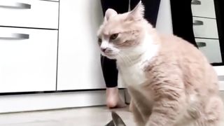 Funniest Dogs And Cats Videos| Best Funny Animal Videos 2023 #39