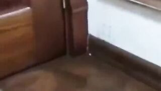 So funny cats compilation 2023 __ so funny cat videos #71 __#shorts