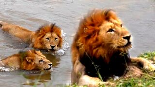 MALE LIONS FAILED ????