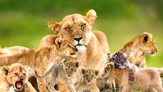 Most Funny and Cutest Cubs Lion and tiger
