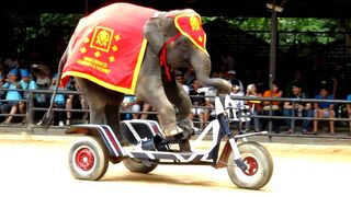 The Elephant Show - Riding the Bicycle
