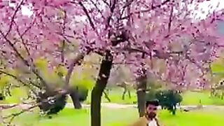 City of flower