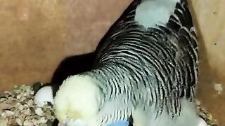 My cute birds