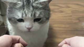 Top Funny Cute Cats Viral Clips????|| Best #funny Cats #shorts Video????|| #trending #animals #reels 2