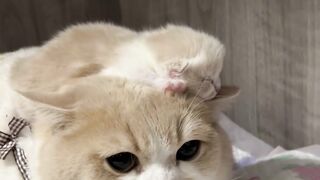 Top Funny Cute Cats Viral Clips????|| Best #funny Cats #shorts Video????|| #trending #animals #reels 3