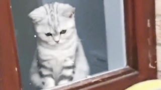 Top Funny Cute Cats Viral Clips????|| Best #funny Cats #shorts Video????|| #trending #animals #reels 4