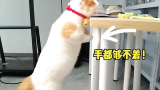 Top Funny Cute Cats Viral Clips????|| Best #funny Cats #shorts Video????|| #trending #animals #reels 5