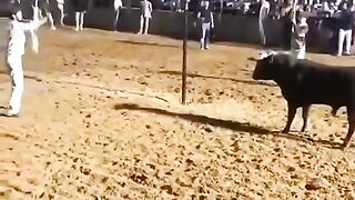 Bulls 2