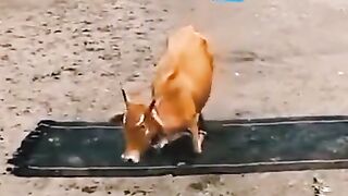 Animals 14