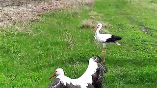 ANIMAL WORLD 2