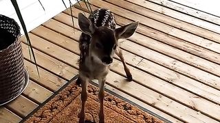 ANIMAL WORLD 3