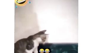 Funny cat and mouse