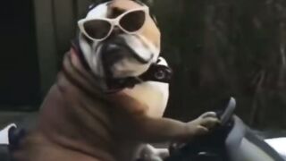 Drive dog