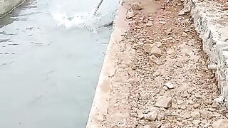 KING COBRA