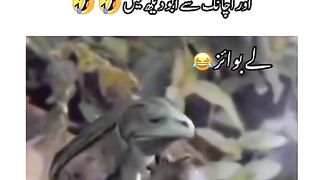 Funny animal forg video watch end